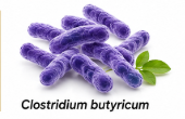 JavaTide Ingredient Clostridium butyricum 